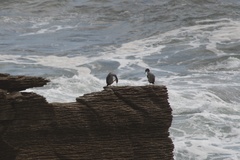 Phalacrocorax punctatus punctatus