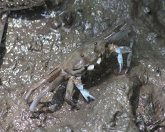 Macrophthalmus pacificus