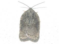 Acleris chalybeana