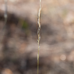 Austrostipa setacea