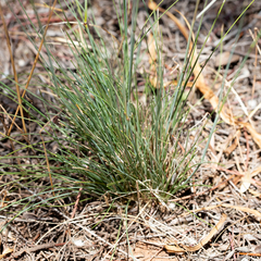 Austrostipa setacea