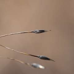 Austrostipa setacea