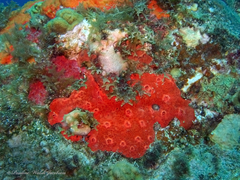 Spirastrella coccinea