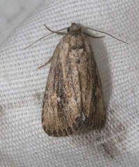 Condicinae