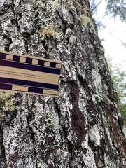 Sphaerophorus globosus