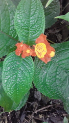 Chrysothemis