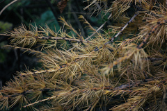 Larix