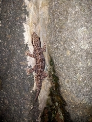 Hemidactylus platyurus