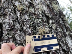 Sphaerophorus globosus