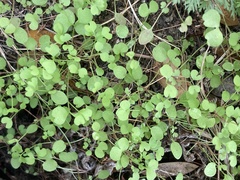 Pterostegia drymarioides