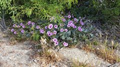 Mirabilis multiflora pubescens