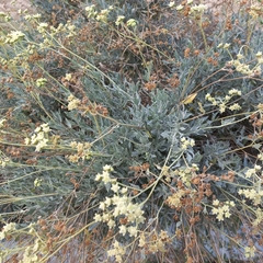 Parthenium argentatum