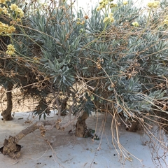 Parthenium argentatum