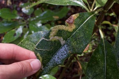 Corythoxestis zorionella