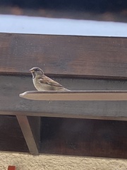 Passer domesticus