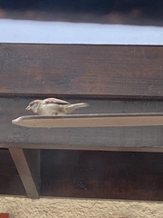 Passer domesticus