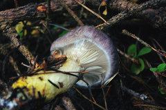 Gomphidius glutinosus