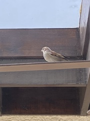 Passer domesticus