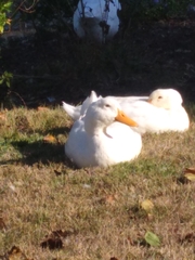 Anas platyrhynchos domesticus