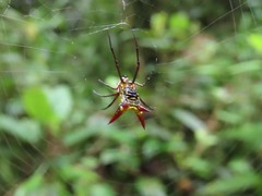 Micrathena guerini