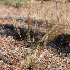 Austrostipa nitida