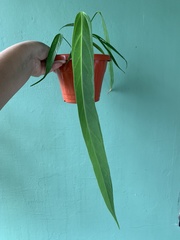 Anthurium bakeri