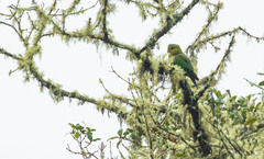 Hapalopsittaca fuertesi