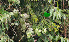 Chlorornis riefferii