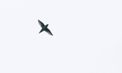 Bolborhynchus lineola