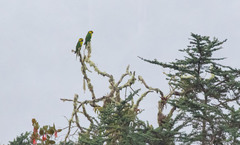 Ognorhynchus icterotis