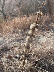 Liatris aspera