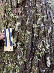 Sphaerophorus globosus