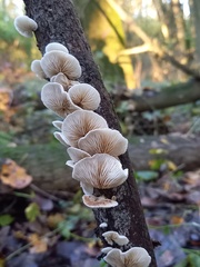 Crepidotus cesatii