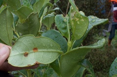 Puccinia coprosmae