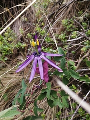 Passiflora umbilicata