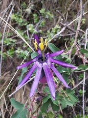 Passiflora umbilicata