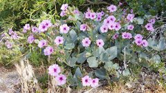 Mirabilis multiflora pubescens