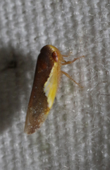 Norvellina flavida