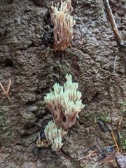 Ramaria apiculata