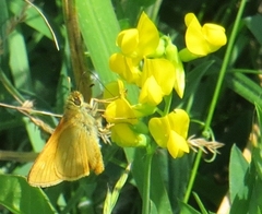 Ochlodes sylvanus