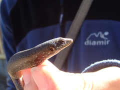 Chioninia nicolauensis