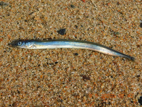 Lesser Sand Lance