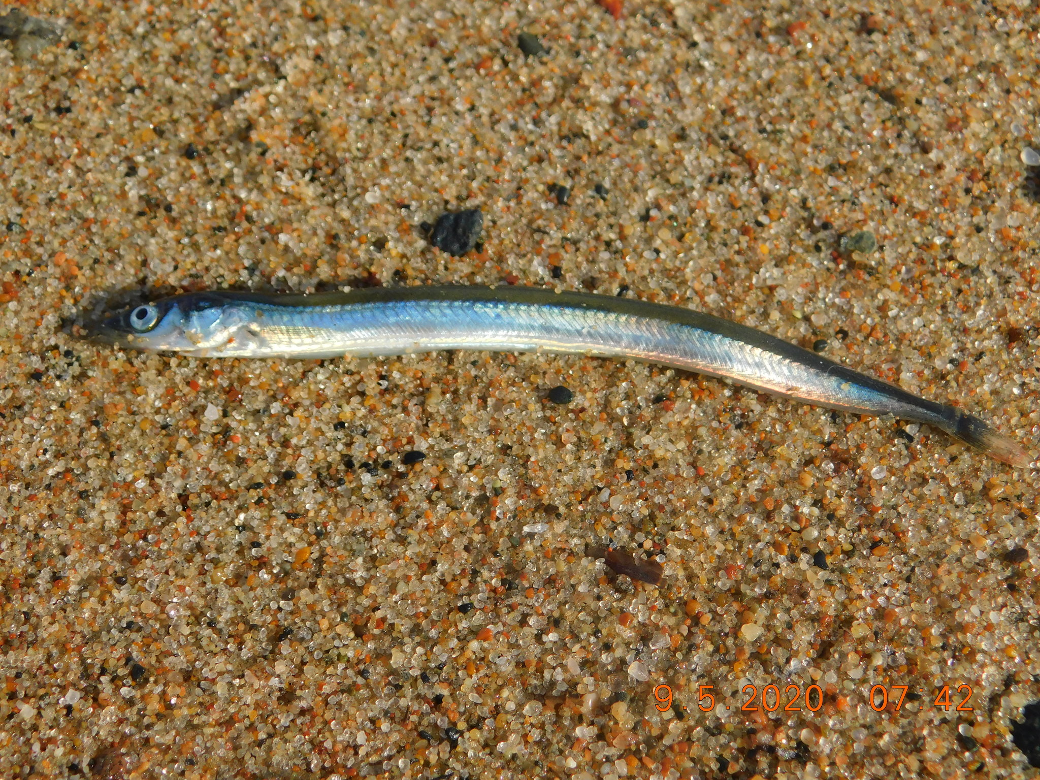 Lesser sand eel - Wikipedia