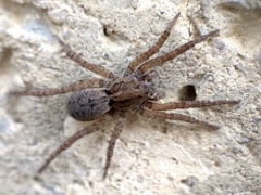 Trochosa sepulchralis