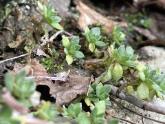 Sedum sarmentosum
