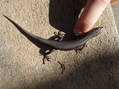 Chioninia nicolauensis
