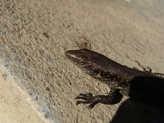 Chioninia nicolauensis