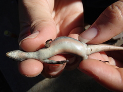 Chioninia nicolauensis