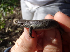 Chioninia nicolauensis