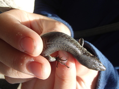 Chioninia nicolauensis